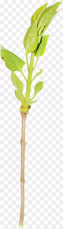 ����֦-������