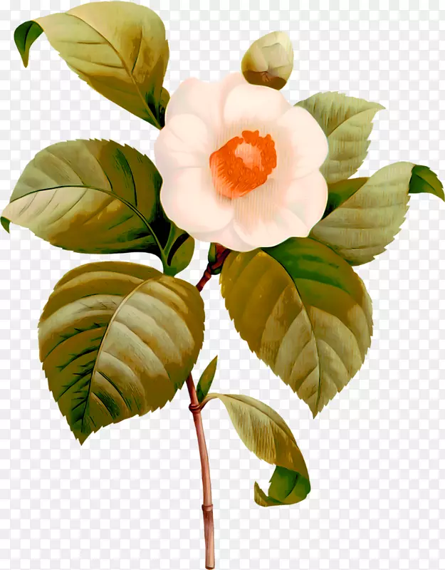 ��ɫ�ֻ�軨��֦װ��ͼ��-������