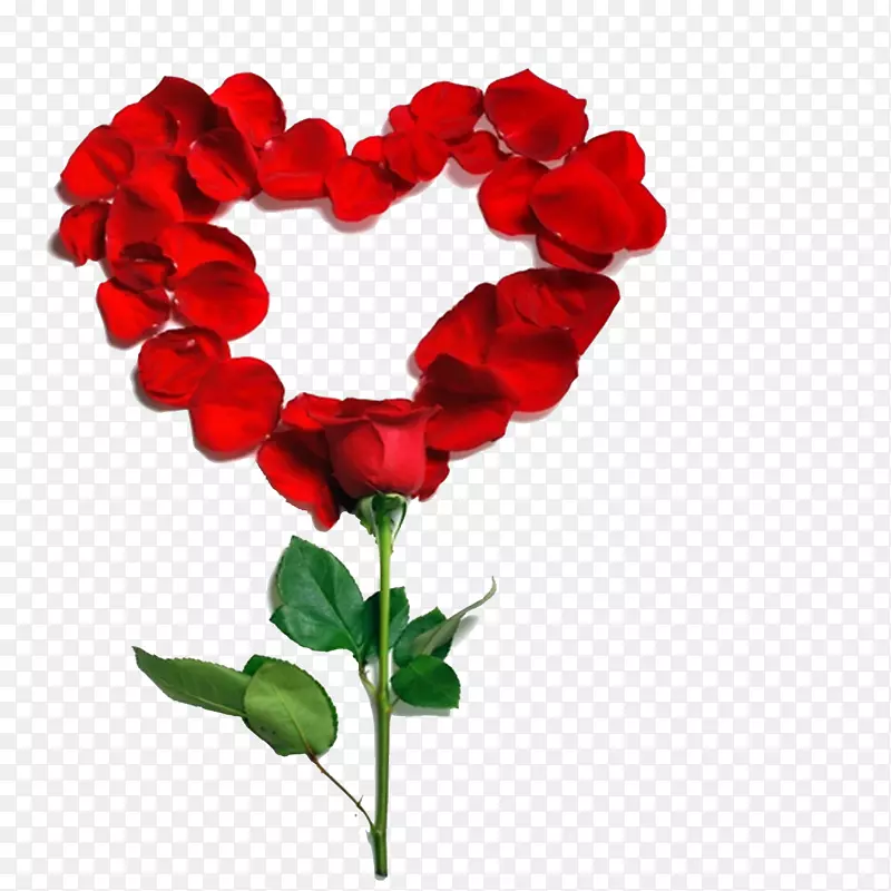 ��������õ�廨��ͼƬ-������