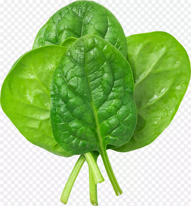 ���ʲ���Ҷ-������