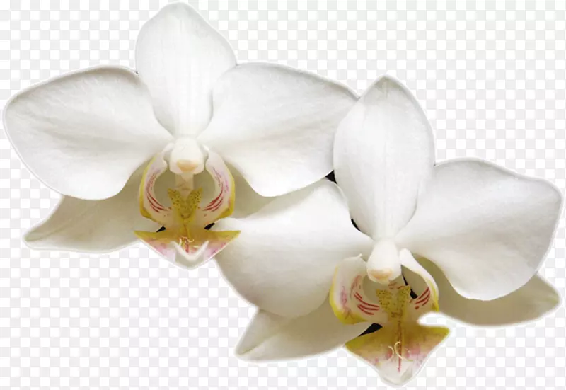 ��ɫ�ĺ�����-������