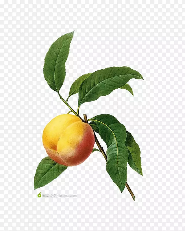 �ֻ���������Ҷ��-������