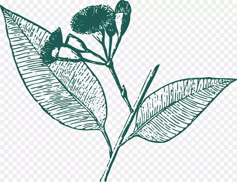 ������ˮ�ʲ�Ҷ-������