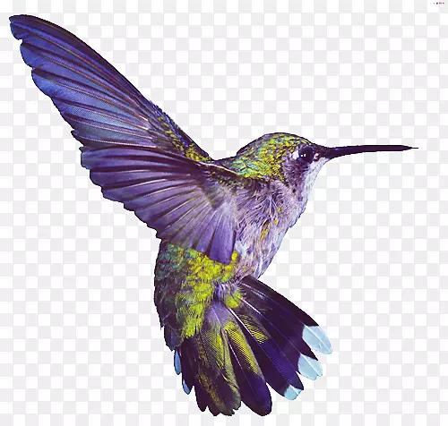 ������ɫ���-������