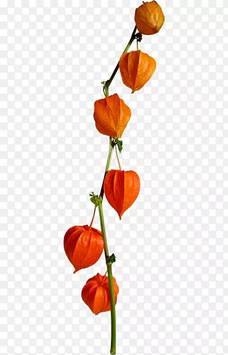 �ݹ�-������