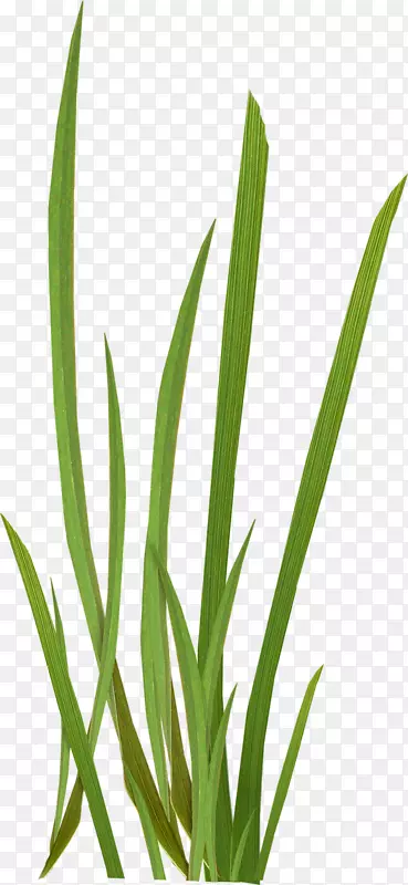 ��ɫС��-������