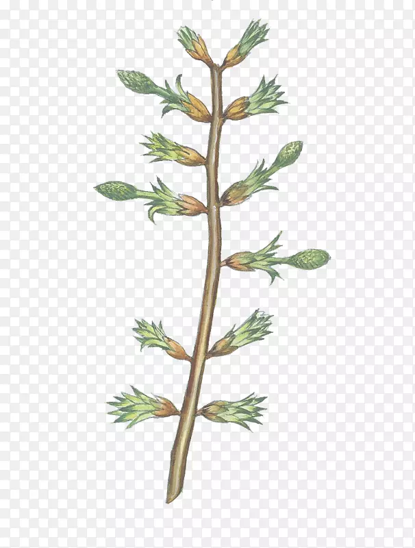 �ֻ���֦��ѿ-������