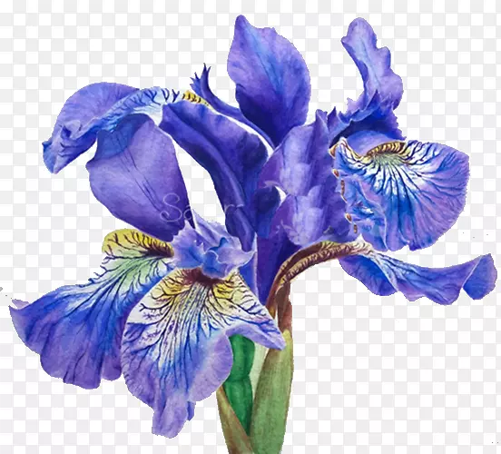 ��ɫ�����-������