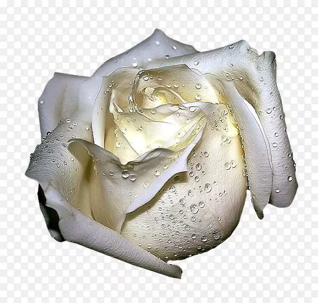 ��ɫõ��-������