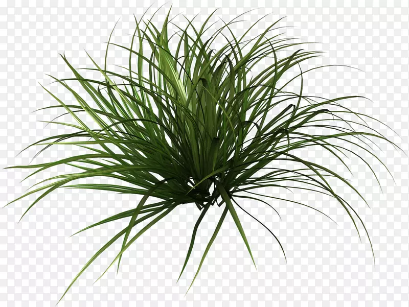 һ����ɫ��С��ֲ��-������