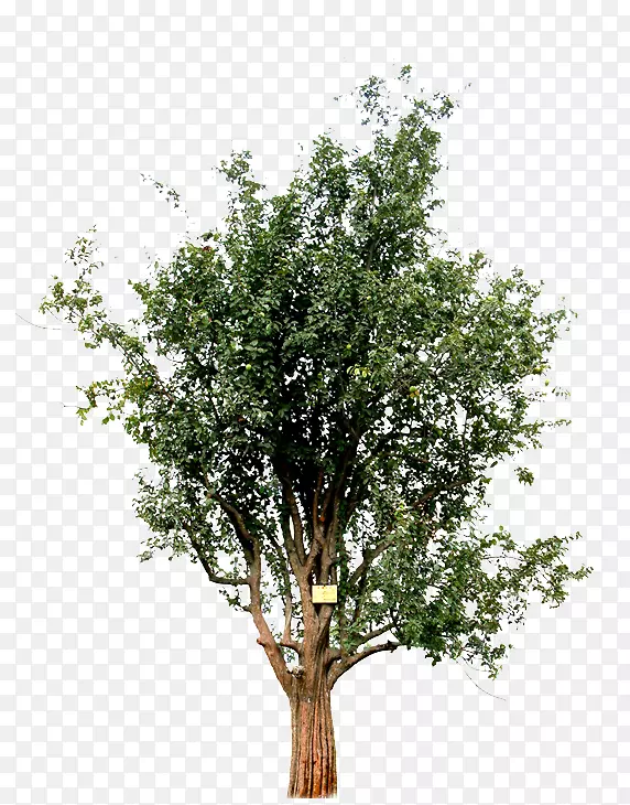 ֲ�����-������