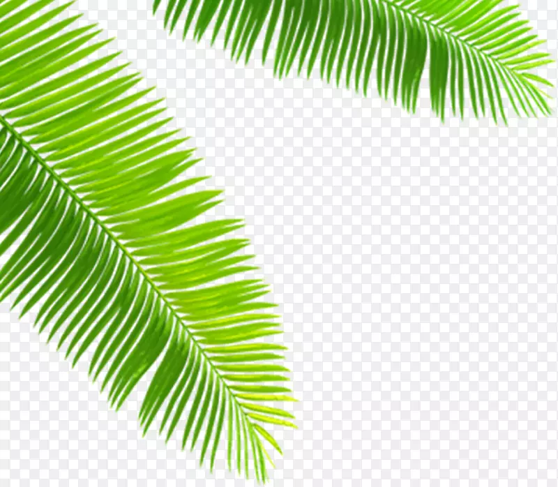 ��Ӱ��ɫ����ҶЧ��ͼ-������