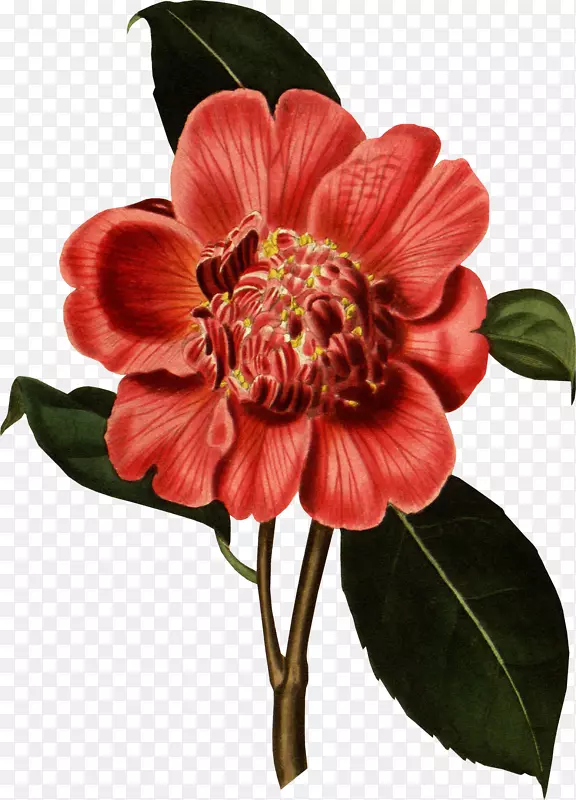 �ֻ��ɫ����廭-������