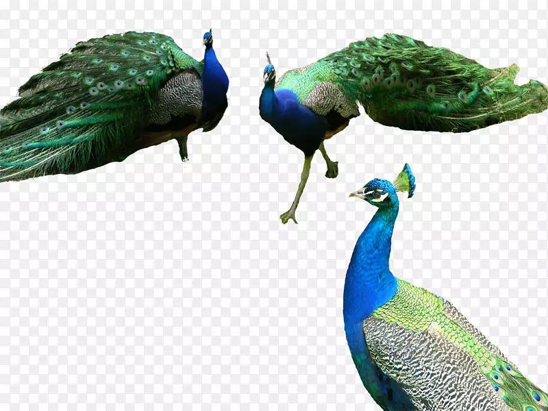 �����̿�ȸ-������