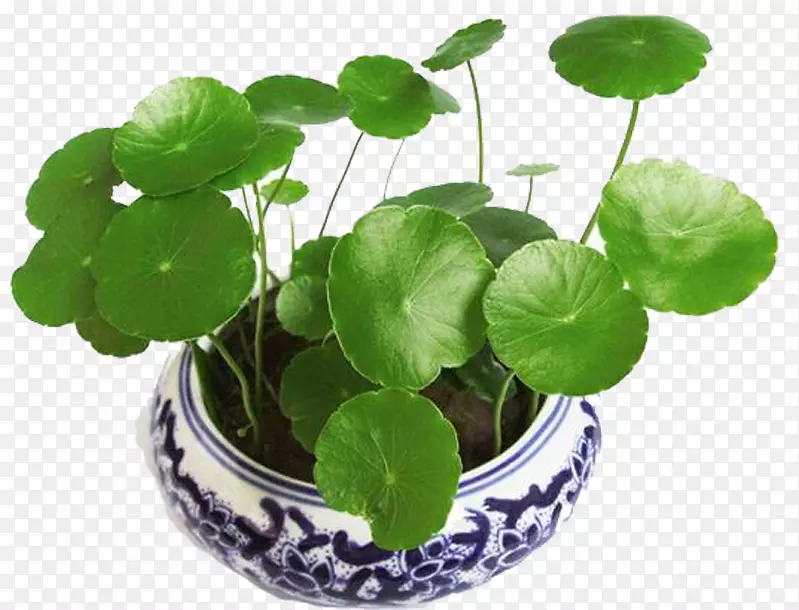 ��ѩ�ݽ�������������-������