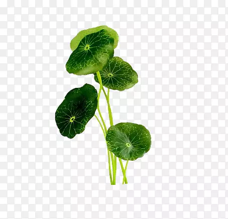 ͭǮ��-������