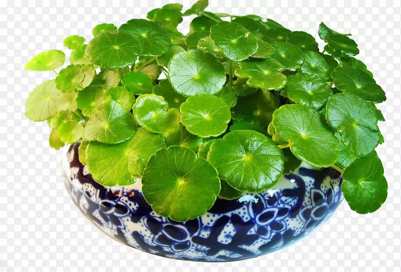 ����ͭǮ������ز��������-������