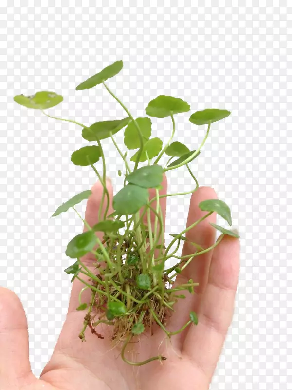 ����ͭǮ������ز��������-������