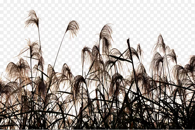 ҡҷ���˵�«έ��ٻӰ-������