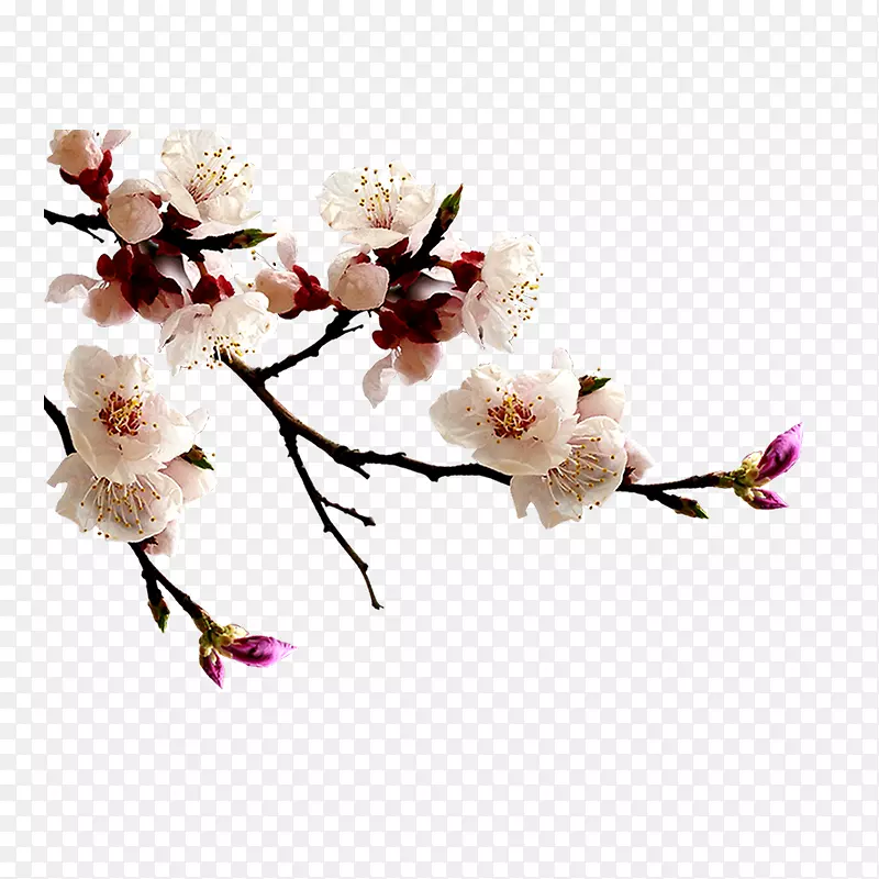 ��ɫ÷��ֲ������Ԫ��-������