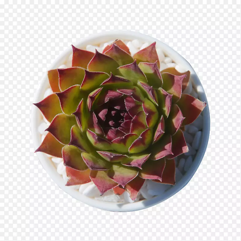 ����������ֲ�ﳤ������̨-������