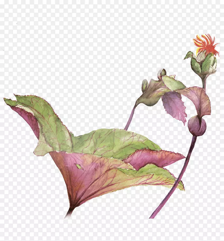 �ֻ����շ绨�ܲ廭-������