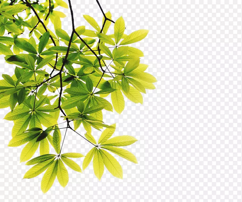 ����ɫ��֦��Ҷ����-������