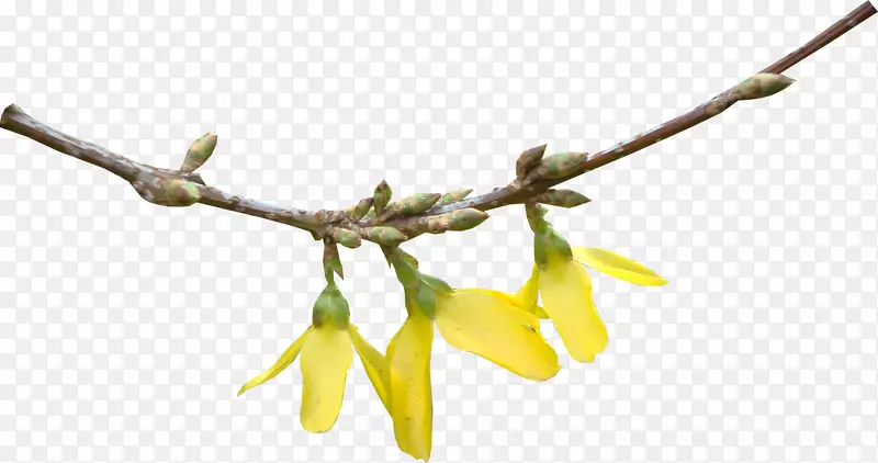 ������֦ͼƬ-������