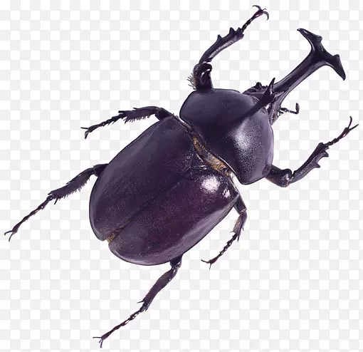 ��ɫ�׳�-������