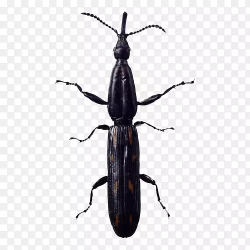 ���׳��ز�-������