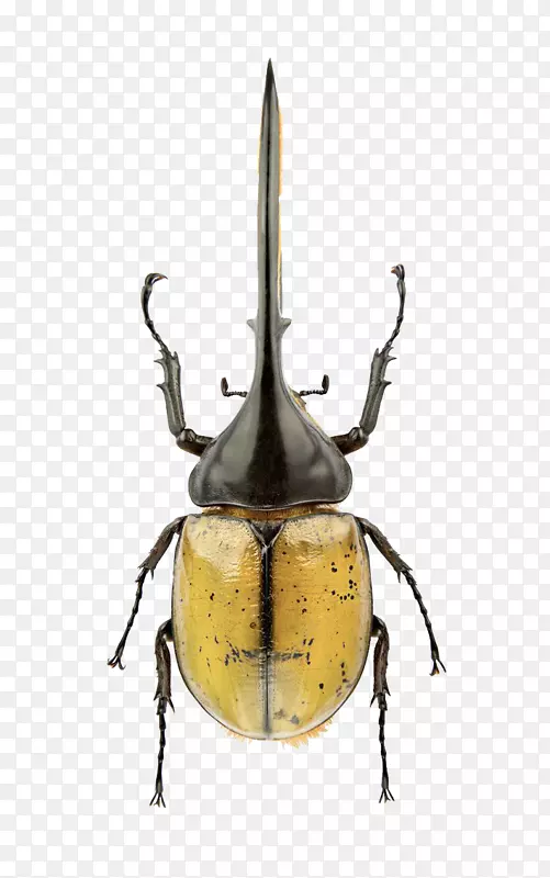 �������׳�-������