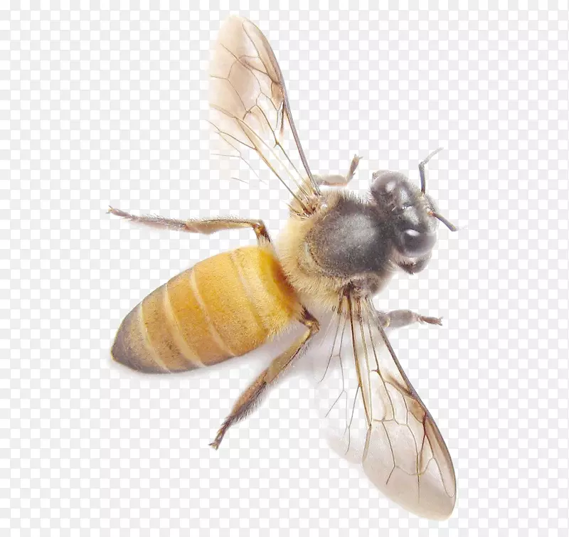 ���ʸеķ���Ԫ��-������