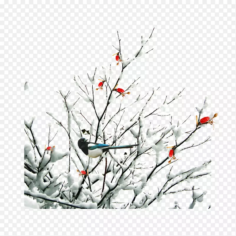 ����ѩѹ��֦����-������