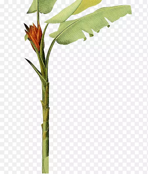 �Ž���֦Ԫ��-������