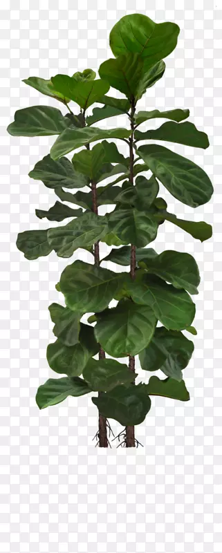 ��֦-������