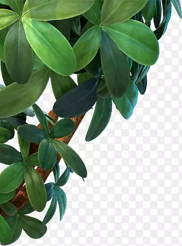 ��֦-������