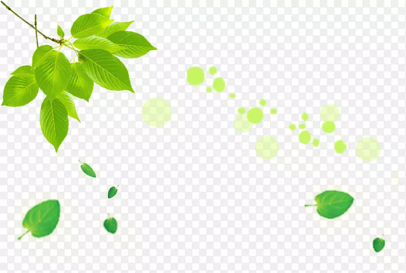 ����Ҷ��-������