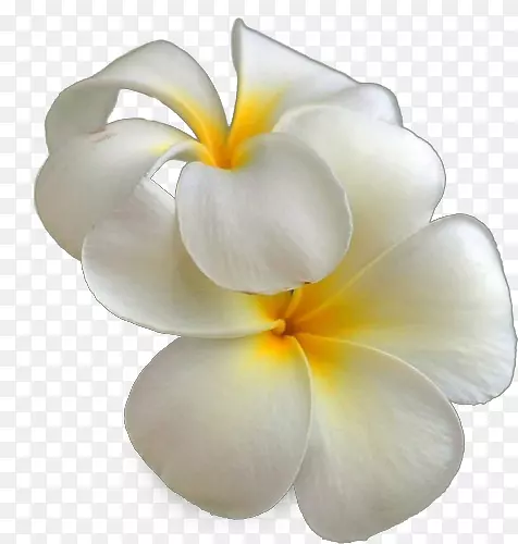 ��ɫ����-������