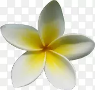 ��ɫ���伦����-������