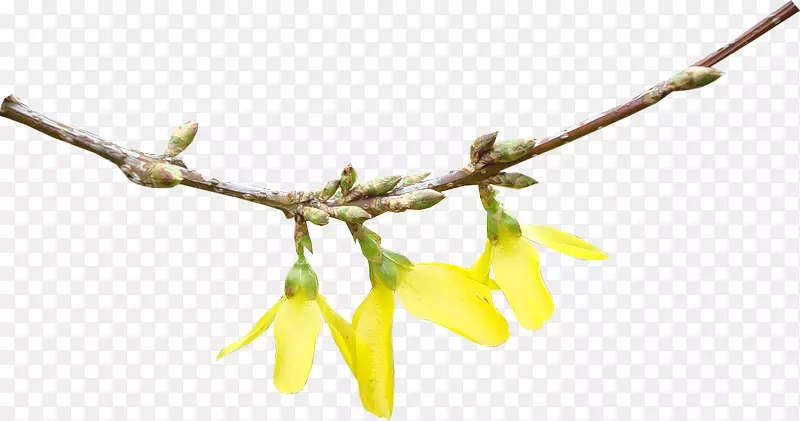 ��ɫ��֦-������