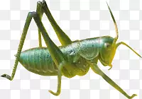 ����-������