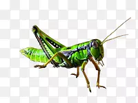 ����-������