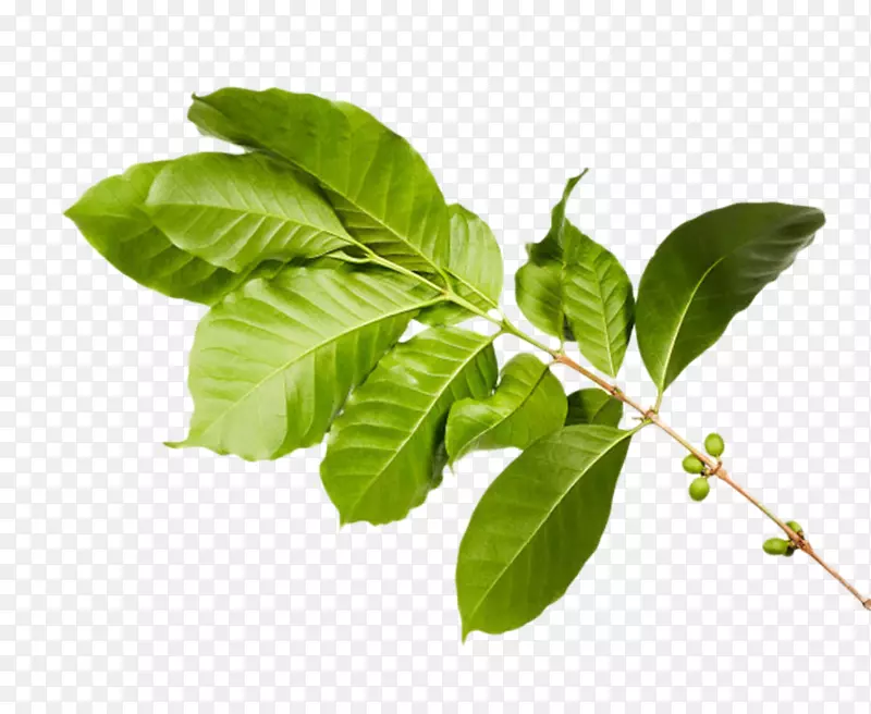 ��֦�ϵĿ��ȹ�ʵ��-������