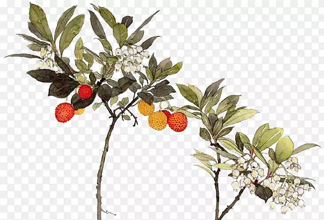 ��֦-������