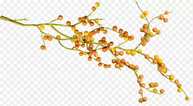 ֲ���ʵ-������