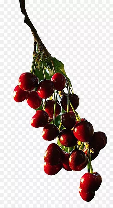 ��ɫӣ��-������