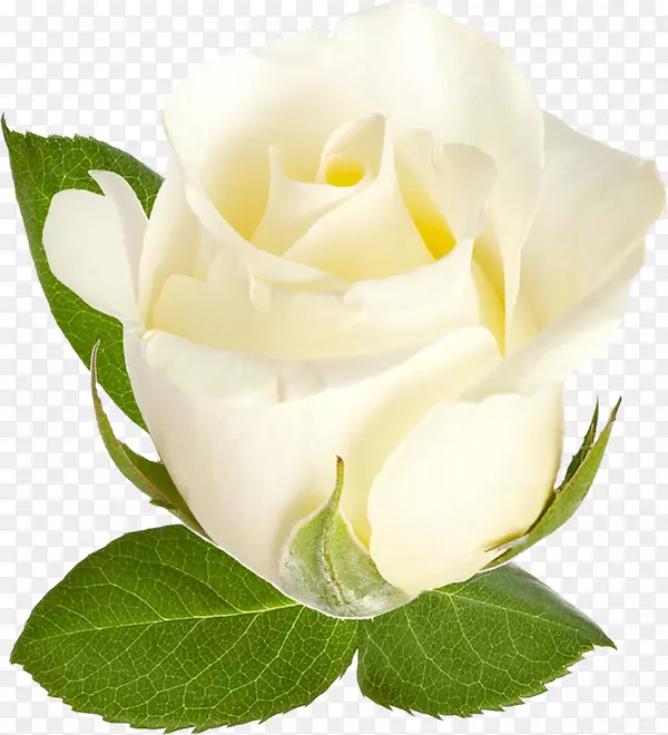 ��ɫõ�廨-������