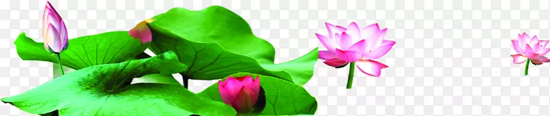 ��Ӱ����ĳ����ɻ�-������