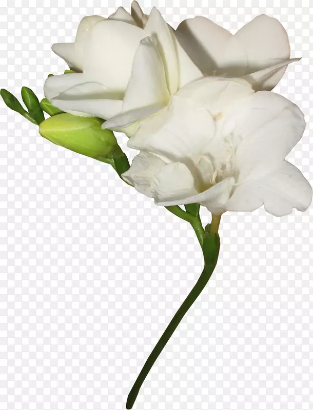 ��ɫ������-������