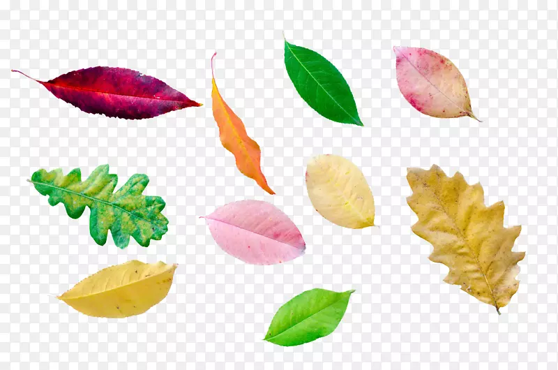 ������ɫ��ɫҶ��-������